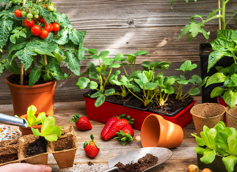 March Aux Plantes Mai 2025 Mairie De Courbevoie Csm Visuel Agenda Marche Aux Plantes Et Gourmands 909c692b11