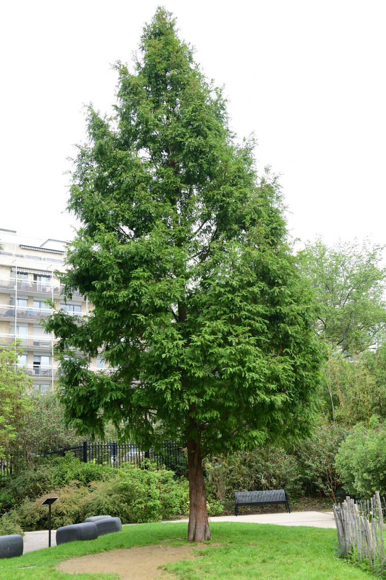 métaséquoia de Chine 1