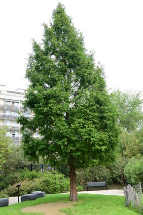 Photo d'un métaséquoia de Chine à Courbevoie