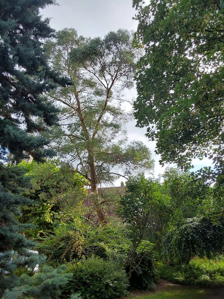 eucalyptus de Gunn