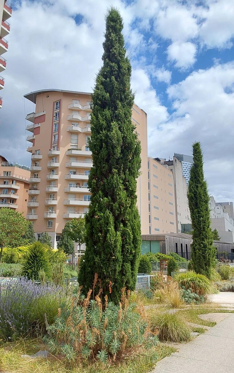 cyprès de Provence