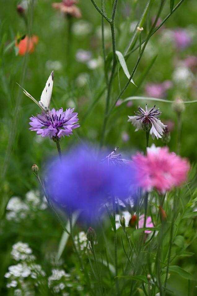 Nouveau square Volta à Courbevoie 2023