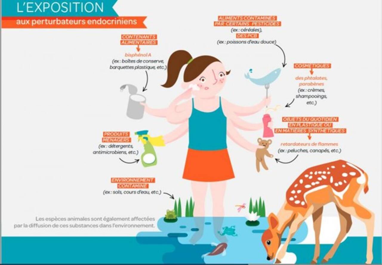 Principales voies d’exposition aux perturbateurs endocriniens