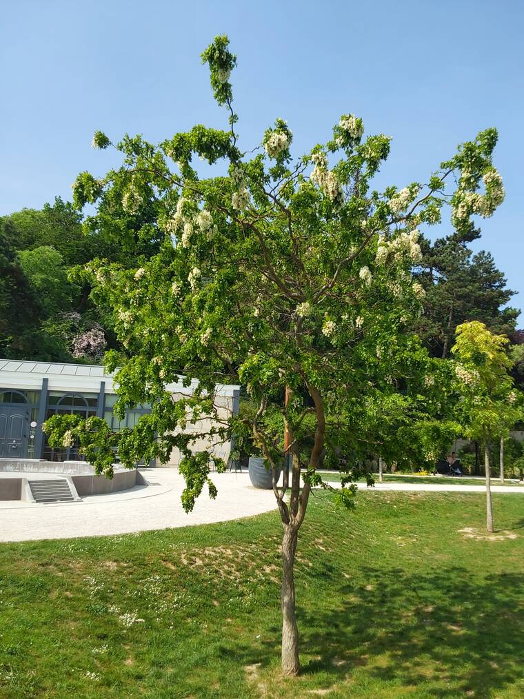 robinier faux-acacia nain tortueux