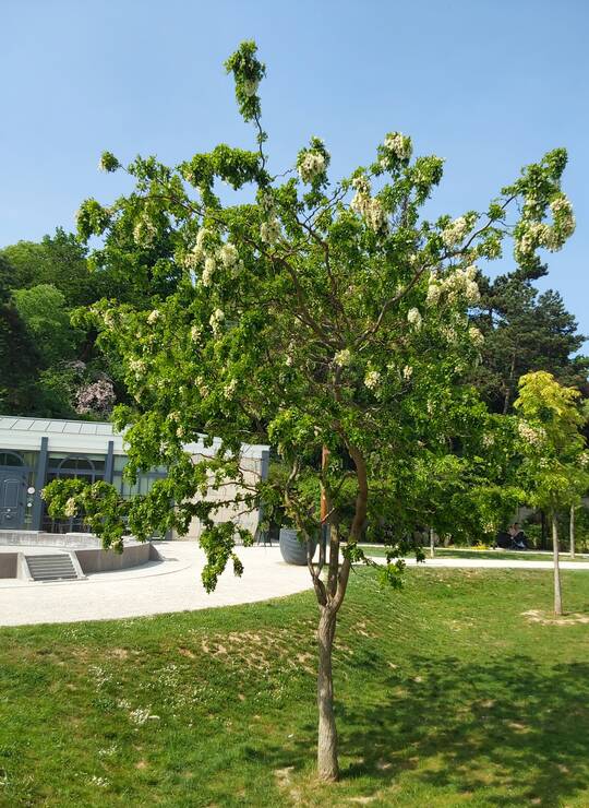 robinier faux-acacia nain tortueux