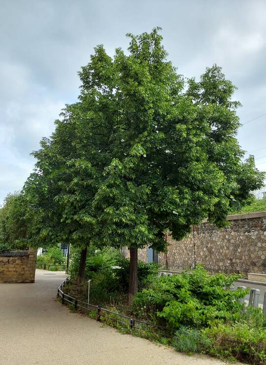 tilleul à petites feuilles