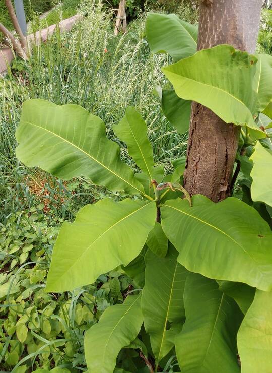 magnolia à grandes feuilles
