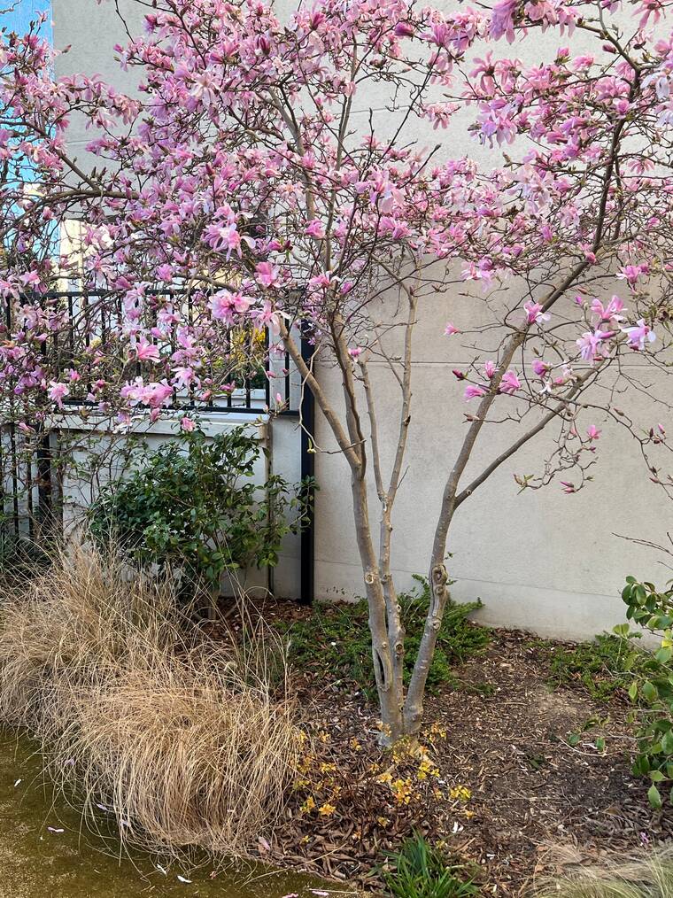 magnolia de Loebner à port arrondi et fleurs rose-lilas