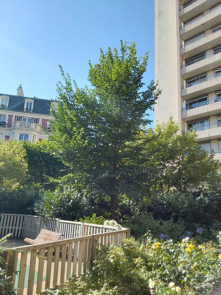 orme de Hollande à feuilles lancéolées devenant jaune or à l’automne et résistant à la graphiose