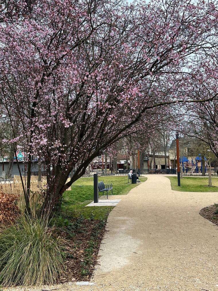 prunier myrobolan de Pissard 6