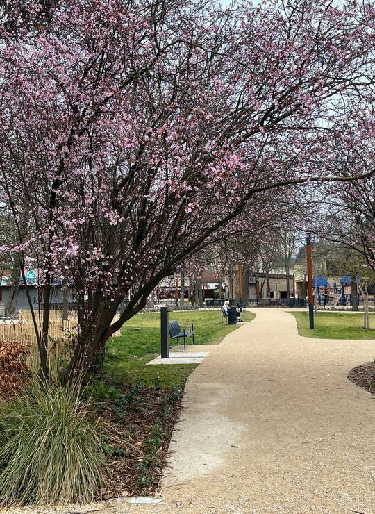 prunier myrobolan de Pissard