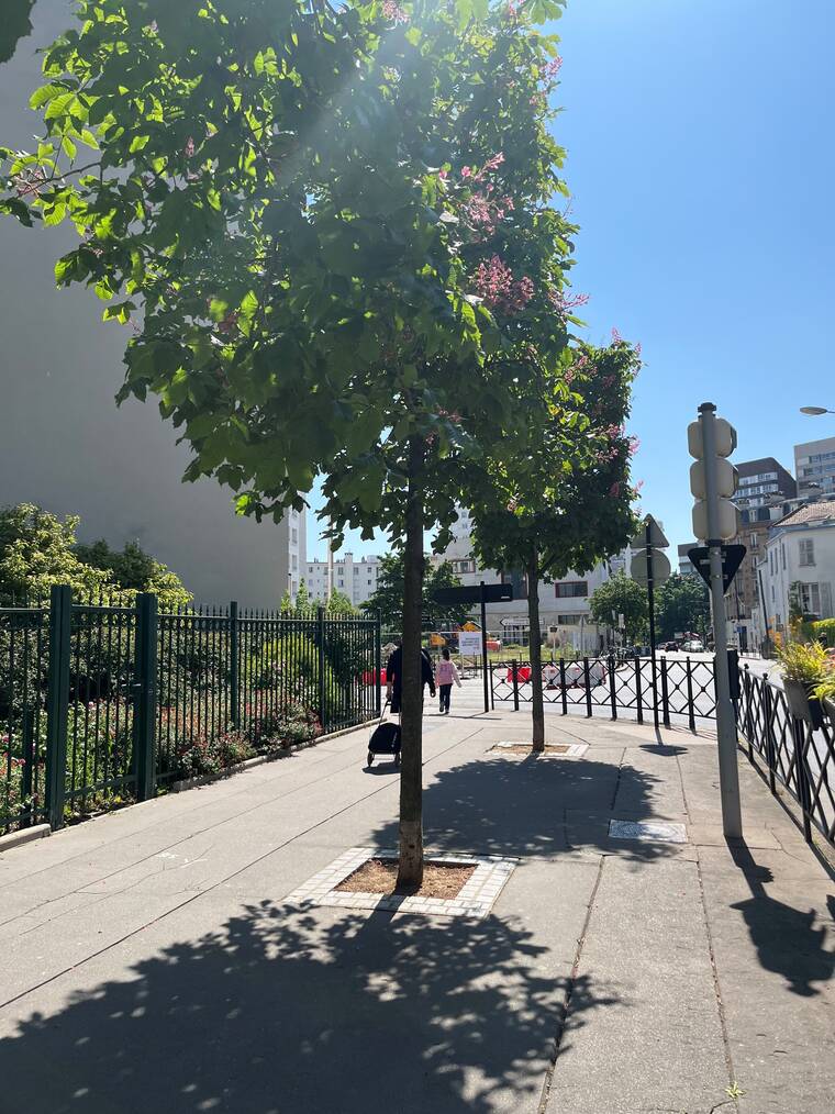 marronnier à fleurs rouges 6