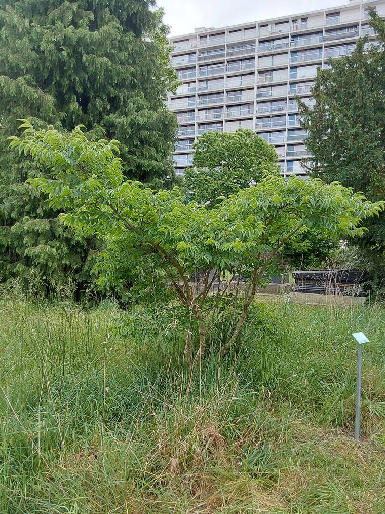 arbre à liège de l'Amour