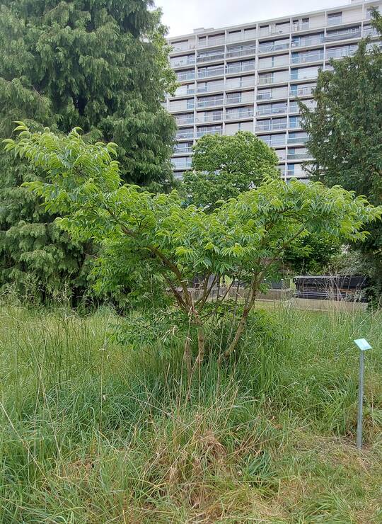 arbre à liège de l'Amour