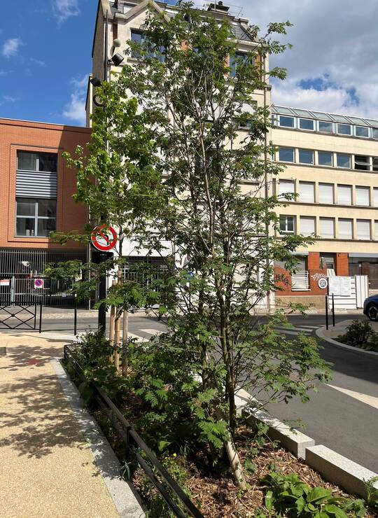 sorbier des oiseleurs