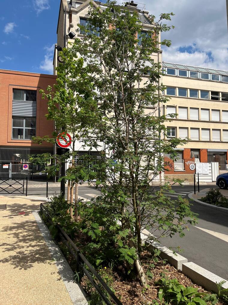 sorbier des oiseleurs