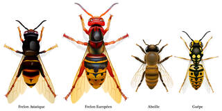 Ce Qu Il Faut Savoir Sur Le Frelon Asiatique Mairie De Courbevoie