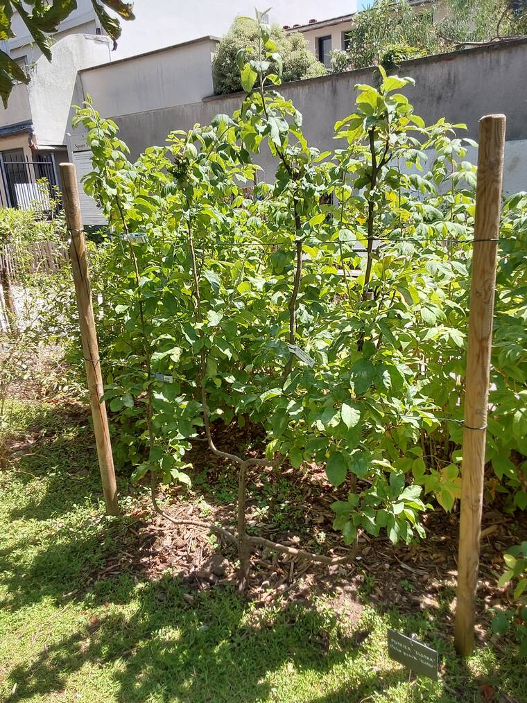 pommier à fruits jaunes striés de rouge