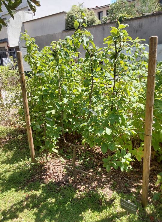 pommier à fruits jaunes striés de rouge