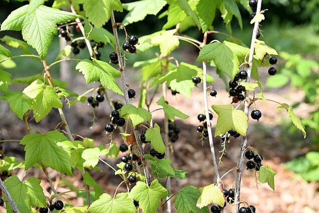 Nouveau square Volta à Courbevoie 2023
