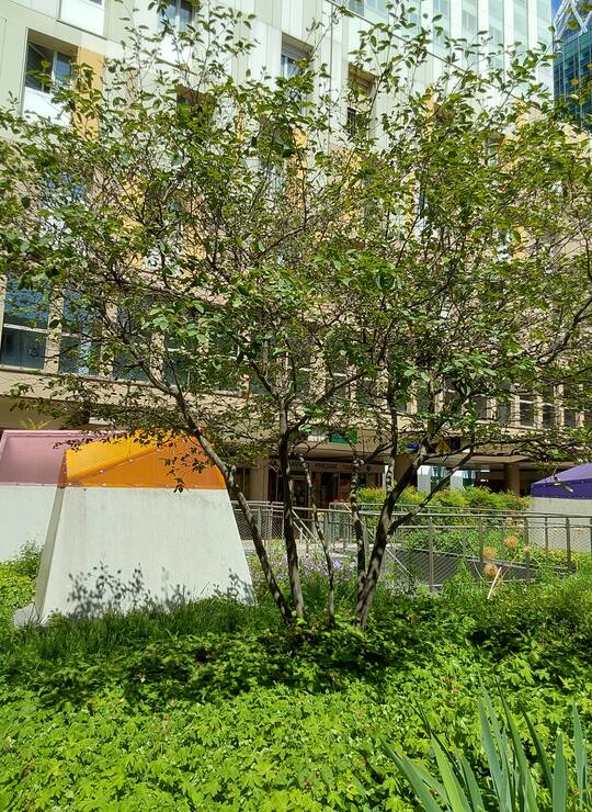 amélanchier du Canada