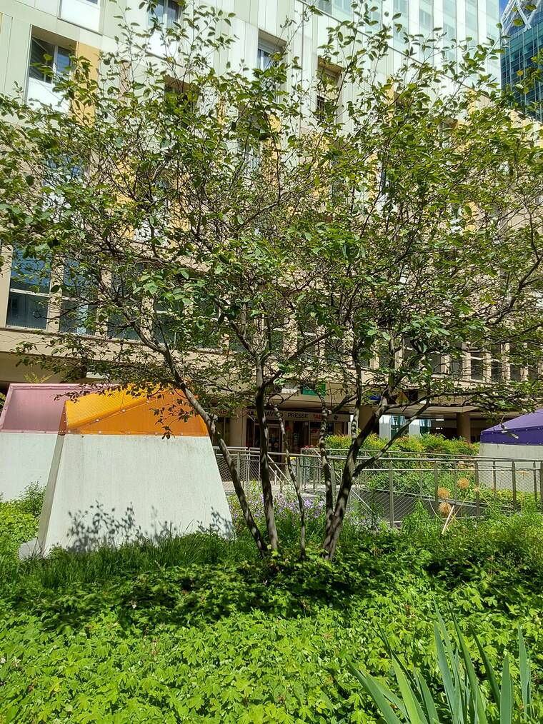 amélanchier du Canada