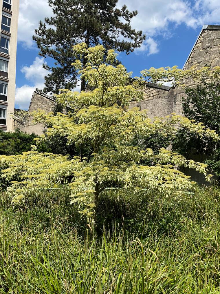 cornouiller des pagodes à feuilles marginées de blanc