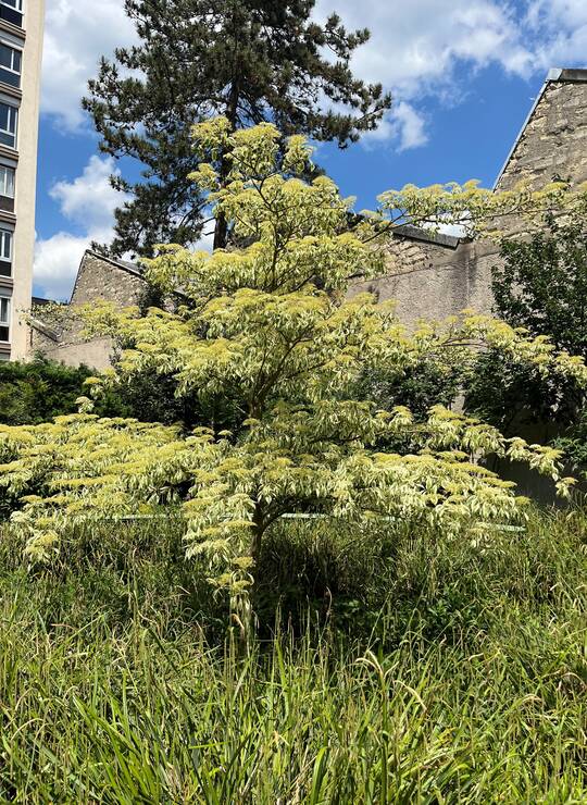 cornouiller des pagodes à feuilles marginées de blanc