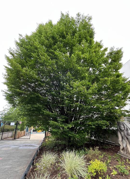 charme commun fastigié