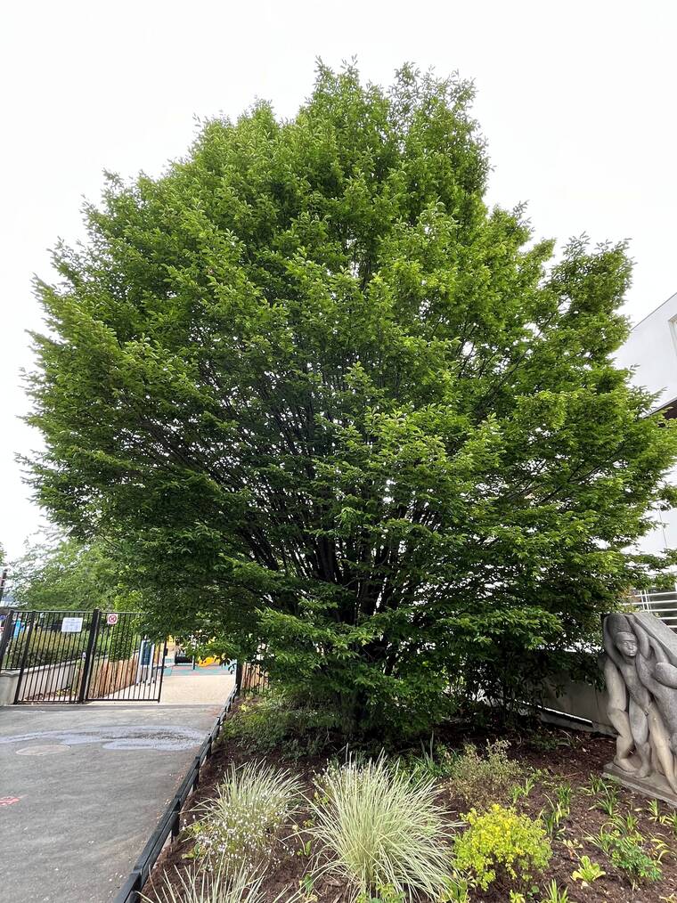 charme commun fastigié 6