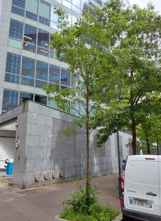 chêne à feuilles de châtaignier