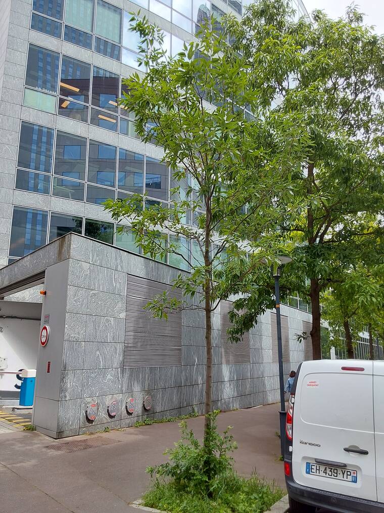 chêne à feuilles de châtaignier