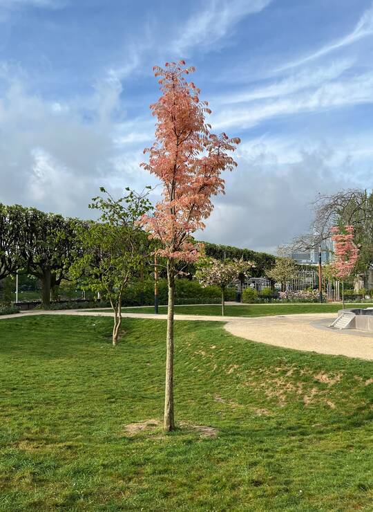 acajou de Chine à jeunes feuilles rose vif virant au crème, puis vert brillant