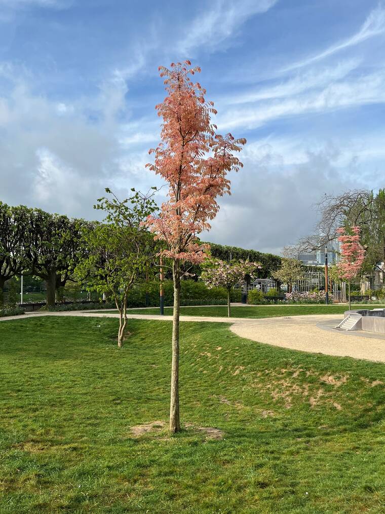 acajou de Chine à jeunes feuilles rose vif virant au crème, puis vert brillant