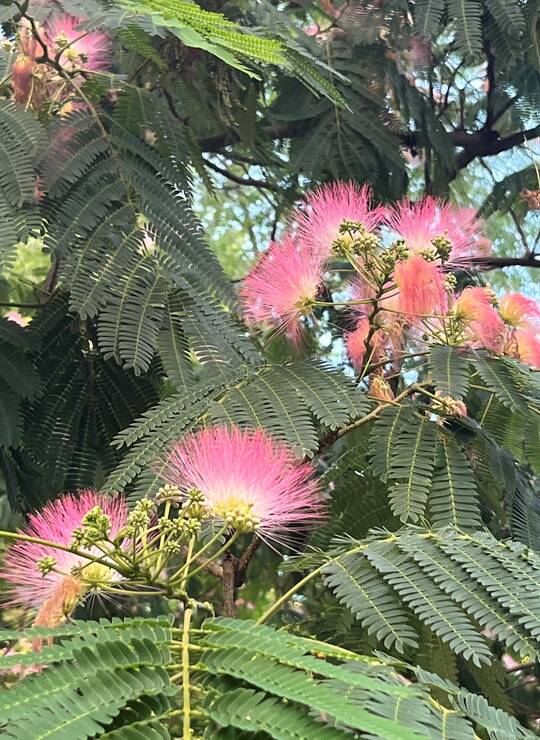 acacia de Constantinople