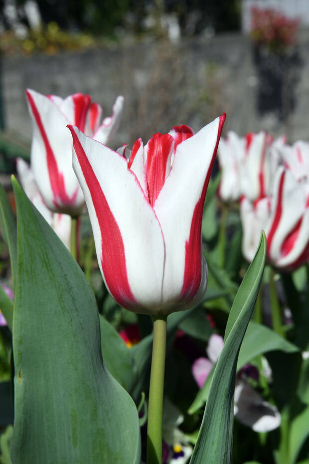 La Tulipe "Printemps de Courbevoie"