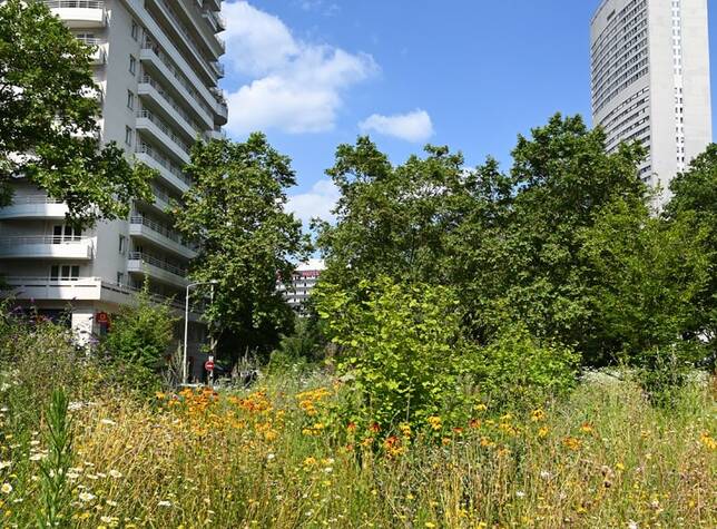 Le verdissement de l’avenue Gambetta