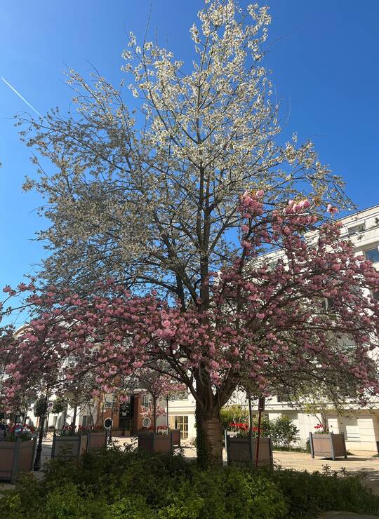 cerisier du Japon à fleurs semi-doubles rose pâle