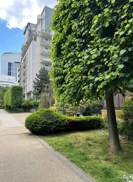 tilleul à grandes feuilles ou de Hollande