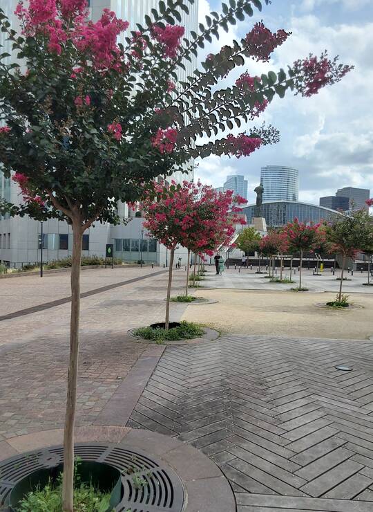 lilas des Indes à fleurs rouge magenta à pourpre intense