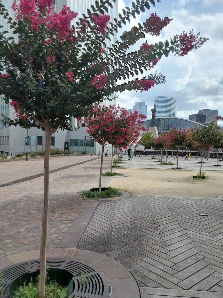 lilas des Indes à fleurs rouge magenta à pourpre intense