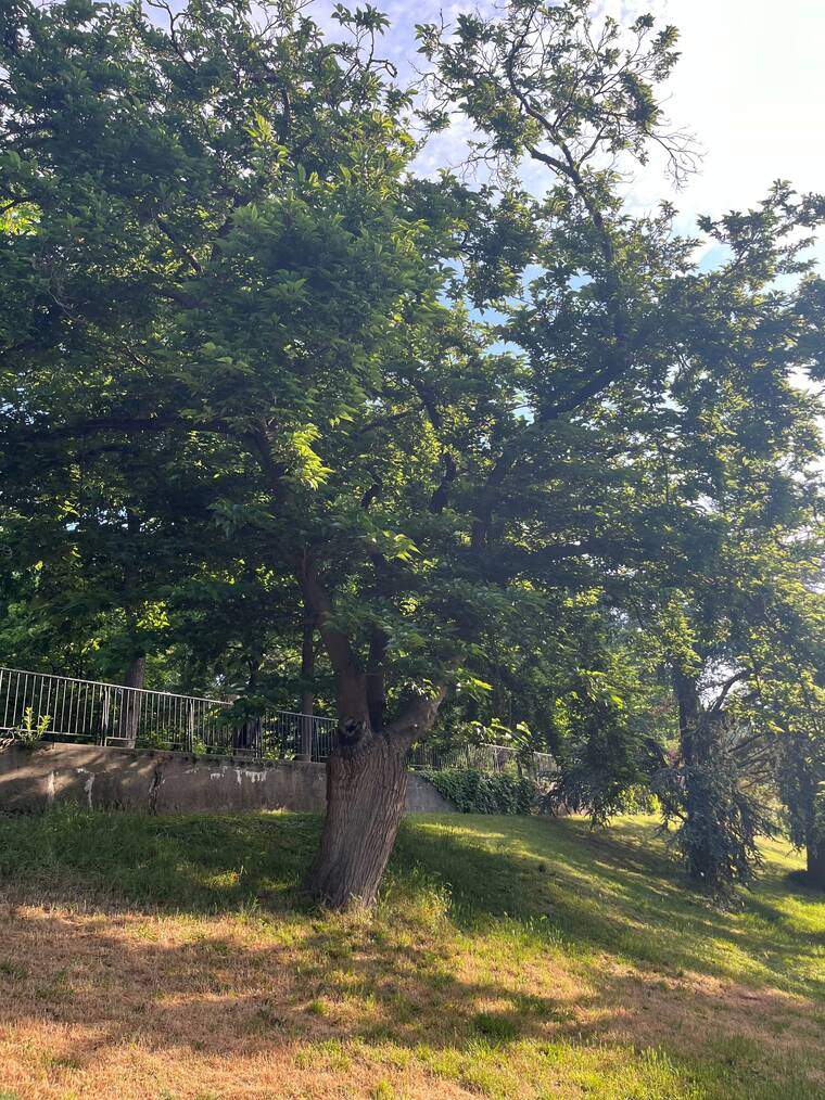 mûrier du ver à soie