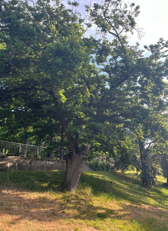 mûrier du ver à soie