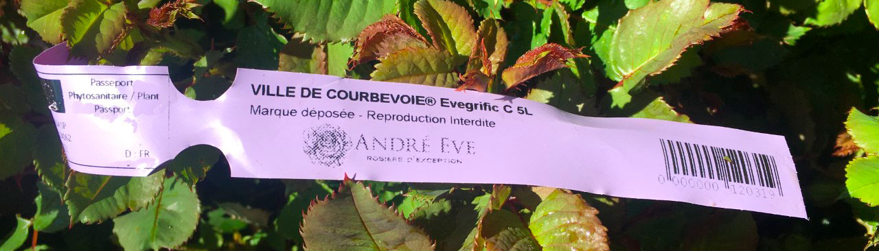 Photo étiquettes rose